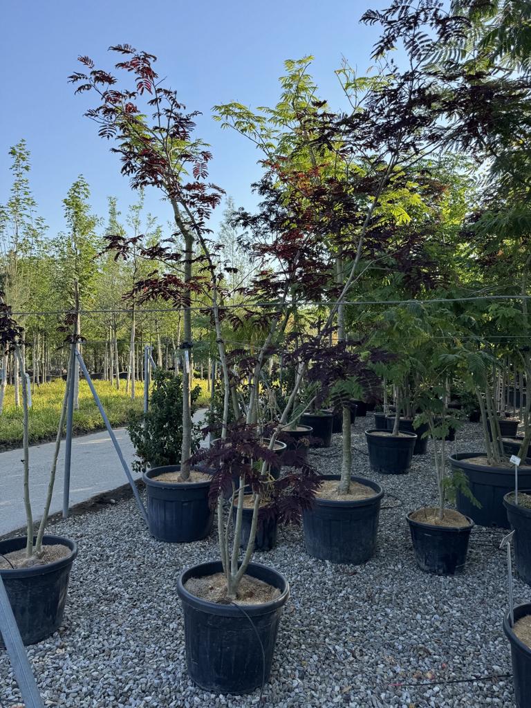 Albizia julibrissin 'Summer Chocolate'
