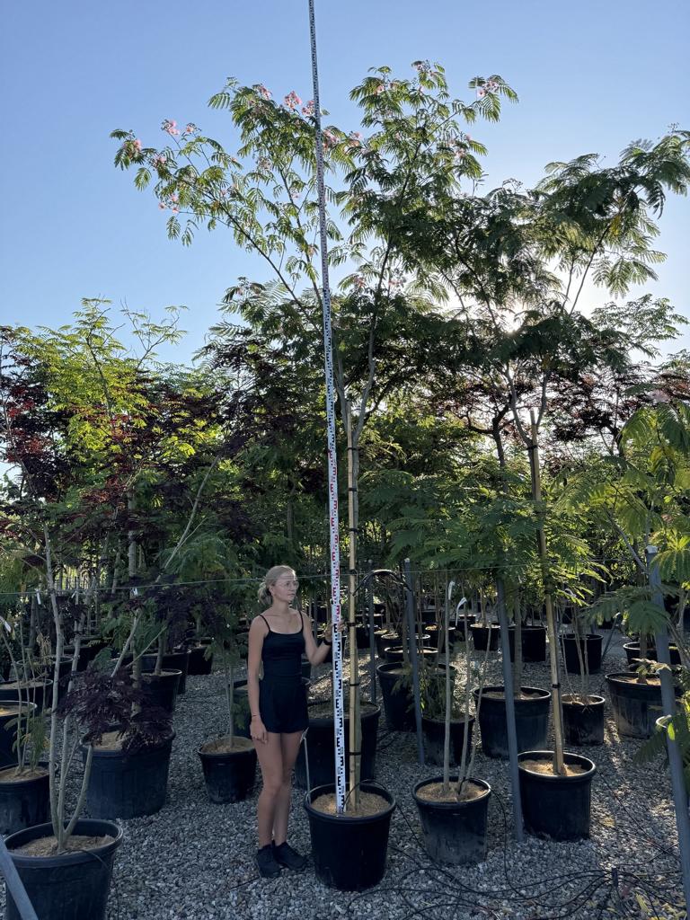 Albizia julibrissin 'Ombrella'