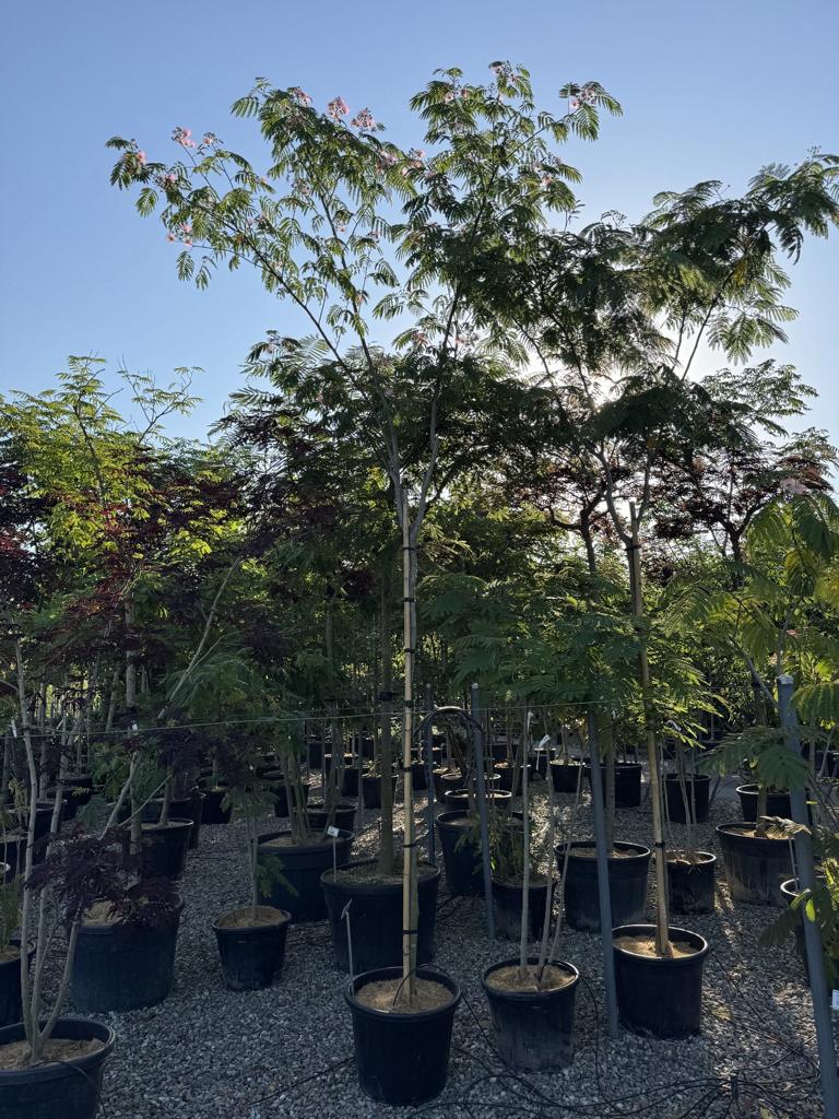 Albizia julibrissin 'Ombrella'