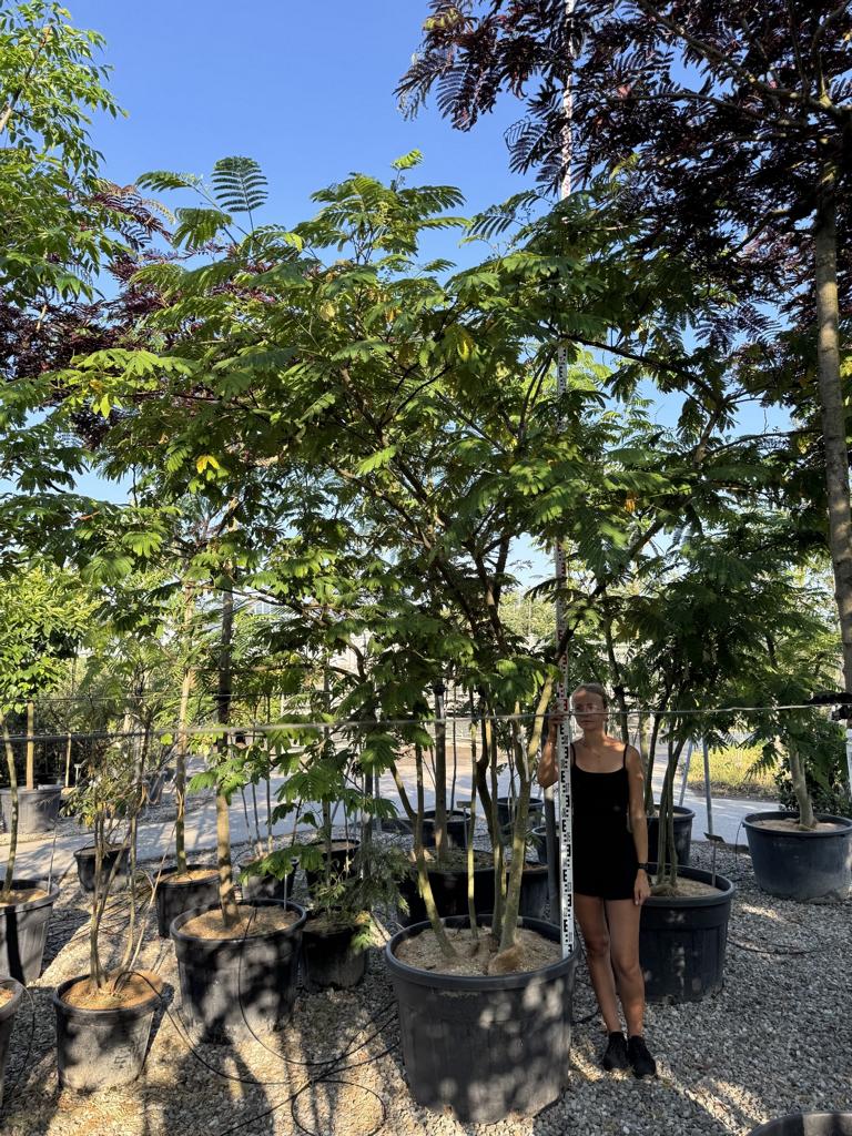 Albizia julibrissin