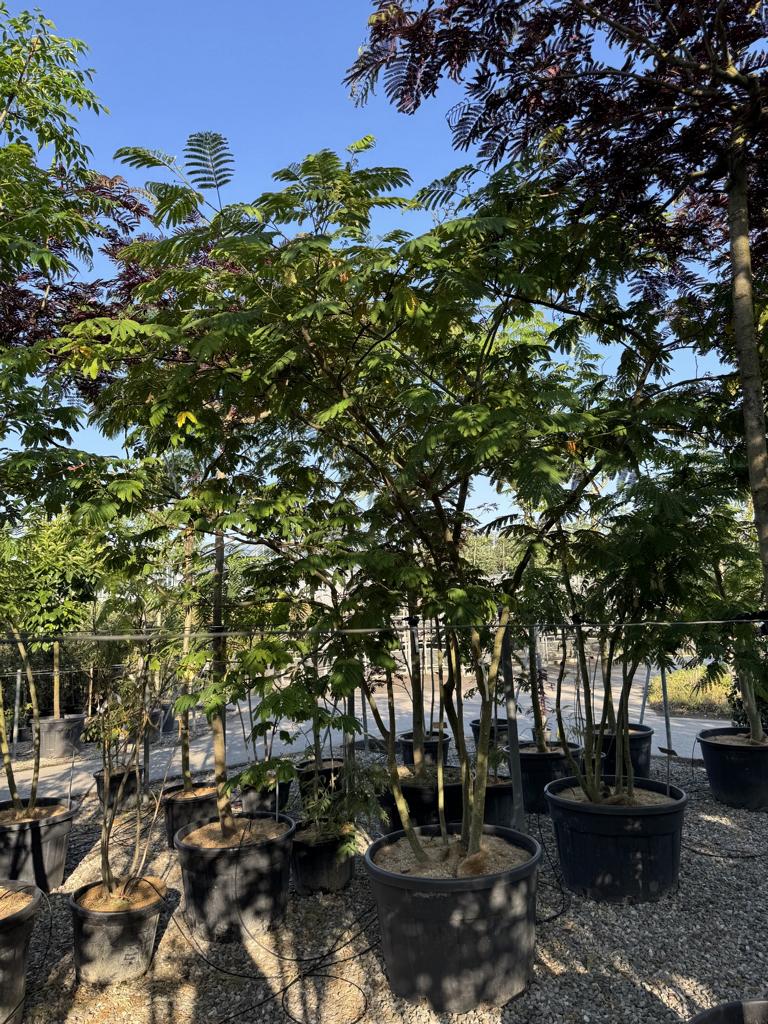 Albizia julibrissin