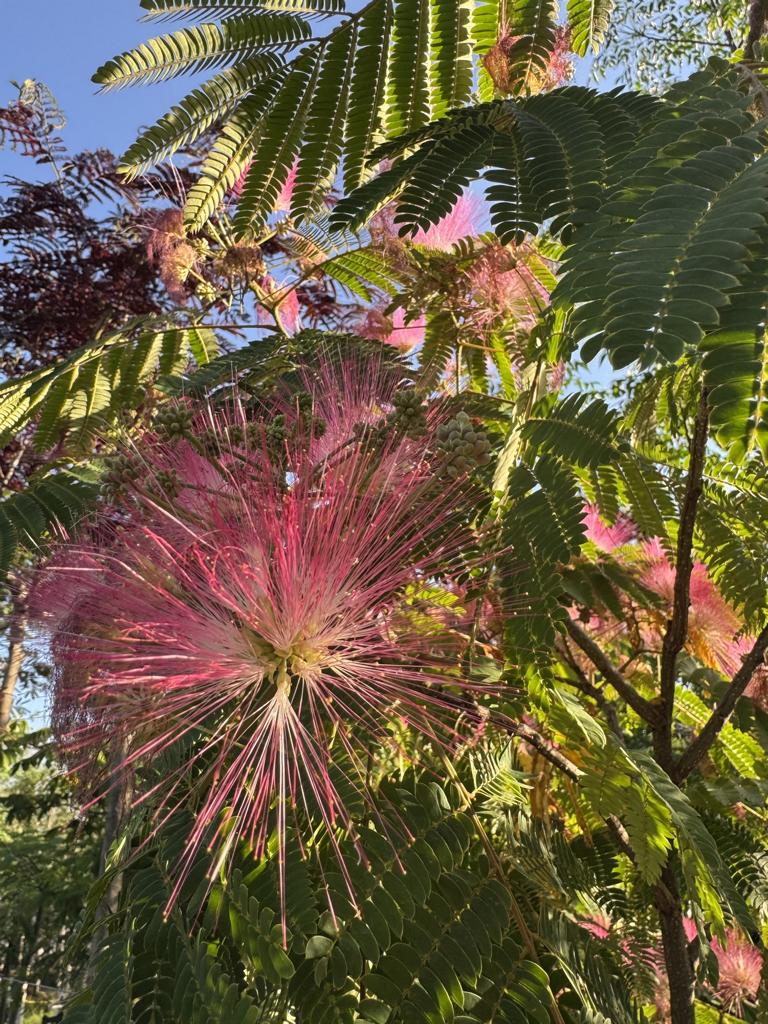 Albizia julibrissin