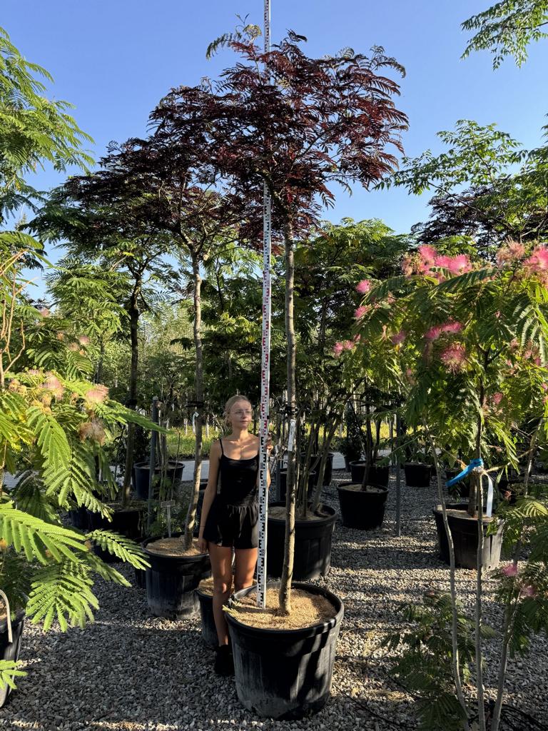 Albizia julibrissin 'Summer Chocolate'