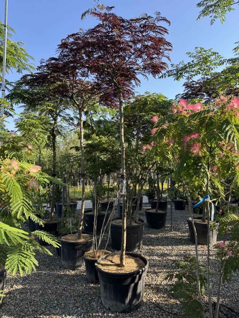 Albizia julibrissin 'Summer Chocolate'