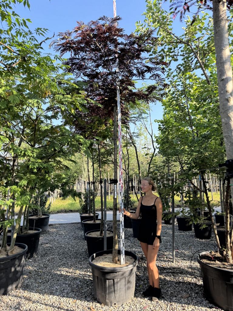 Albizia julibrissin 'Summer Chocolate'