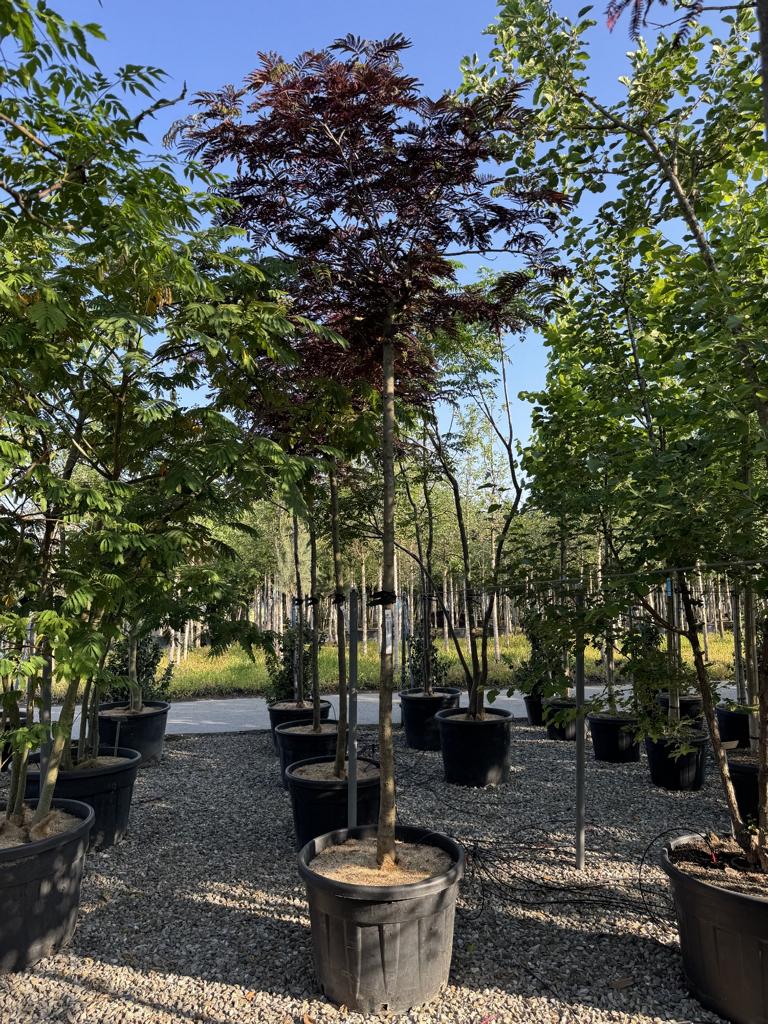 Albizia julibrissin 'Summer Chocolate'