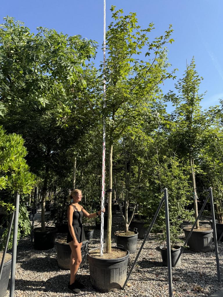 Acer zoeschense (x) 'Annae'