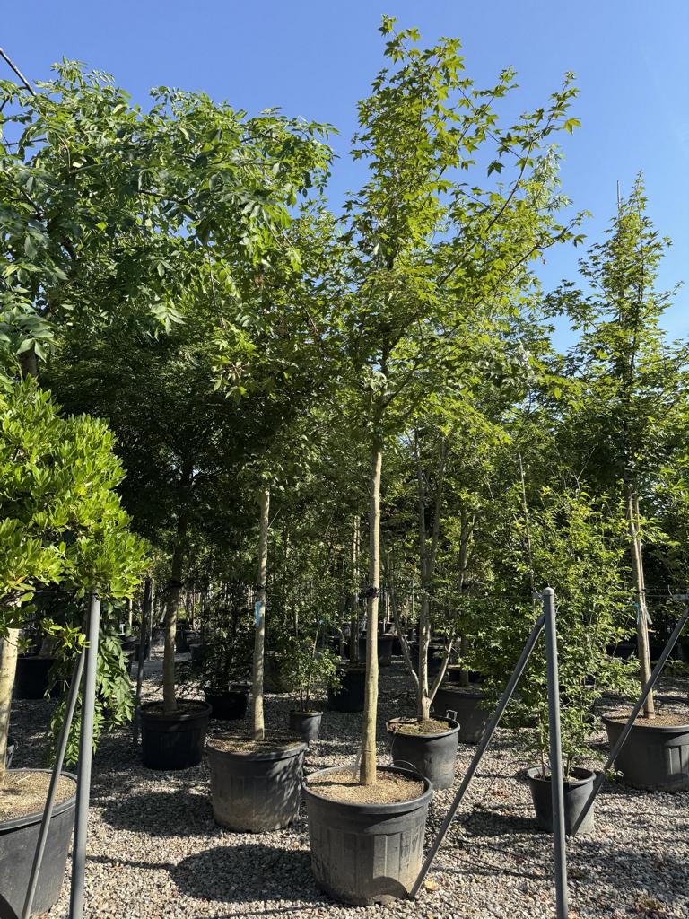 Acer zoeschense (x) 'Annae'