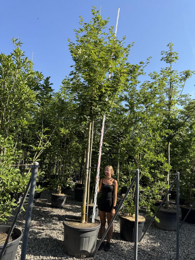 Acer zoeschense (x) 'Annae'