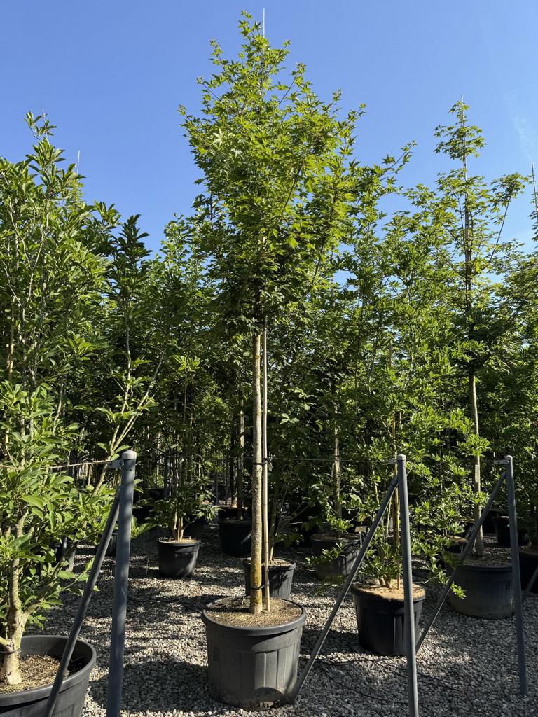 Acer zoeschense (x) 'Annae'