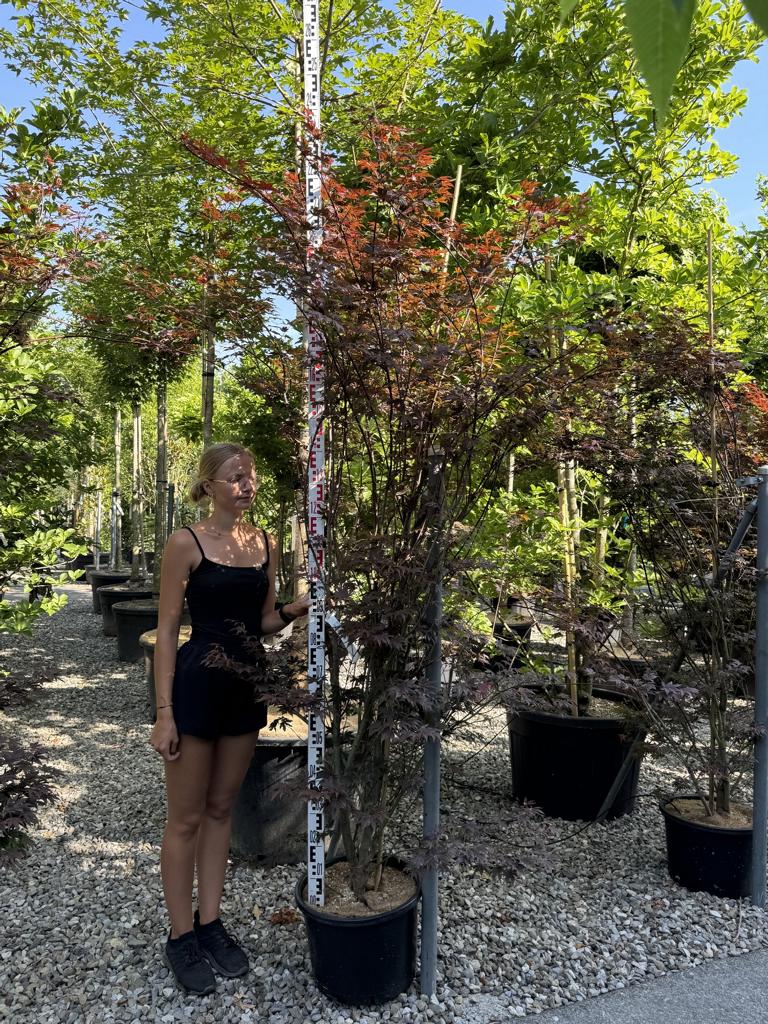 Acer palmatum 'Atropurpureum'