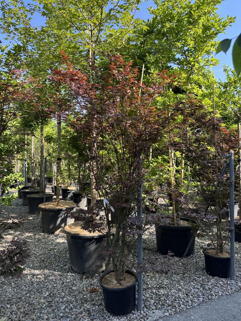 Acer palmatum 'Atropurpureum'