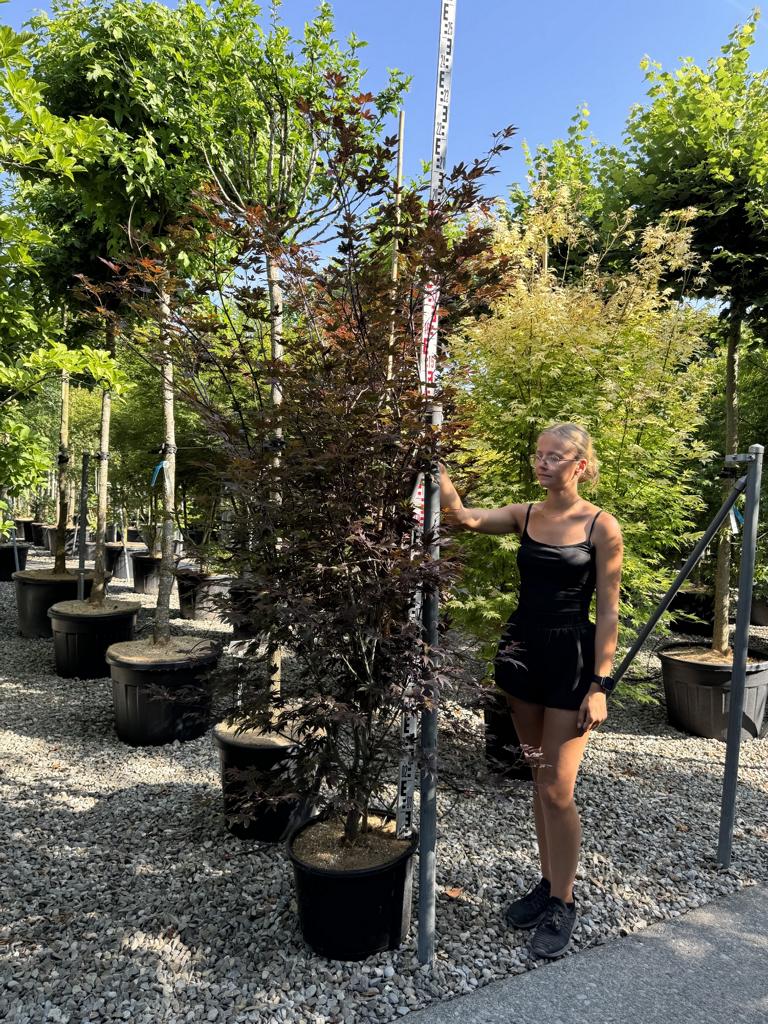 Acer palmatum 'Atropurpureum'