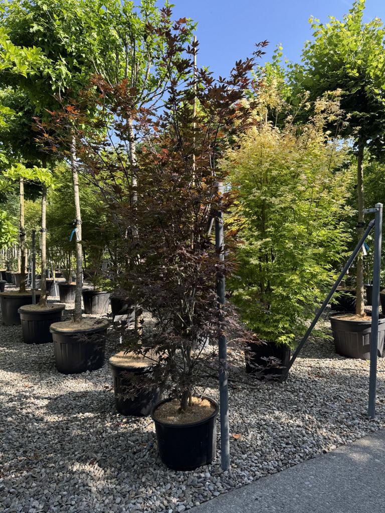 Acer palmatum 'Atropurpureum'