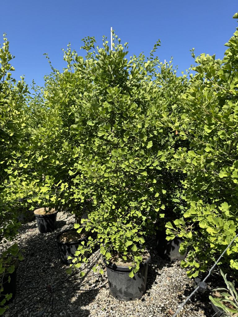 Ginkgo biloba 'Blagon'