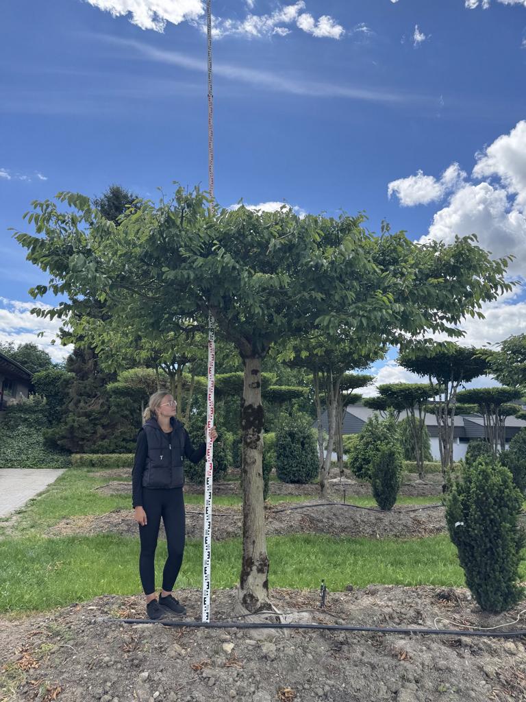 Carpinus betulus dachförmig