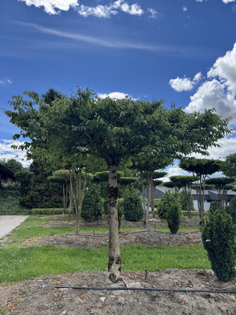 Carpinus betulus dachförmig