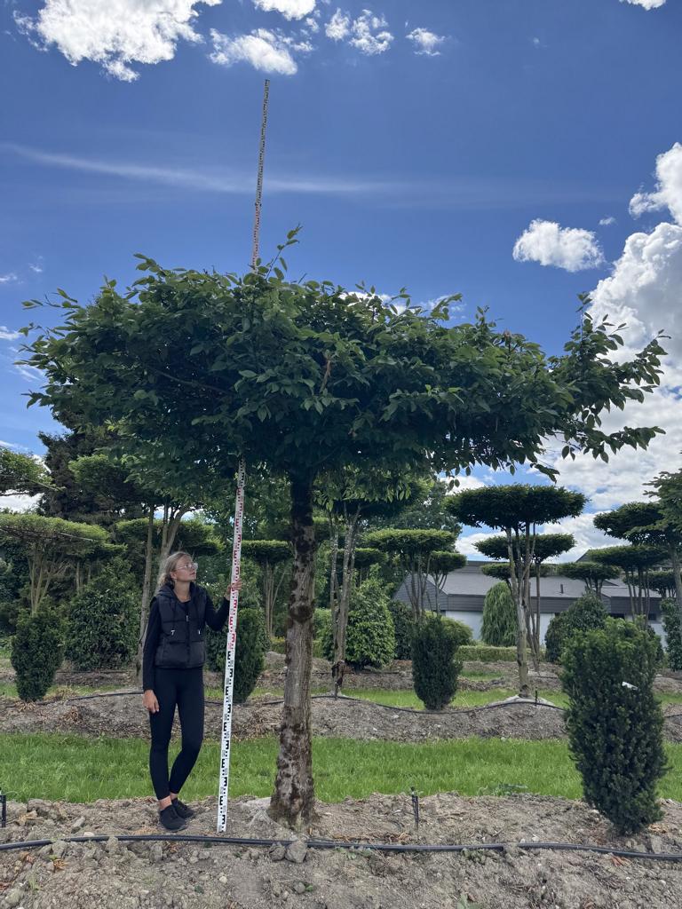 Carpinus betulus dachförmig