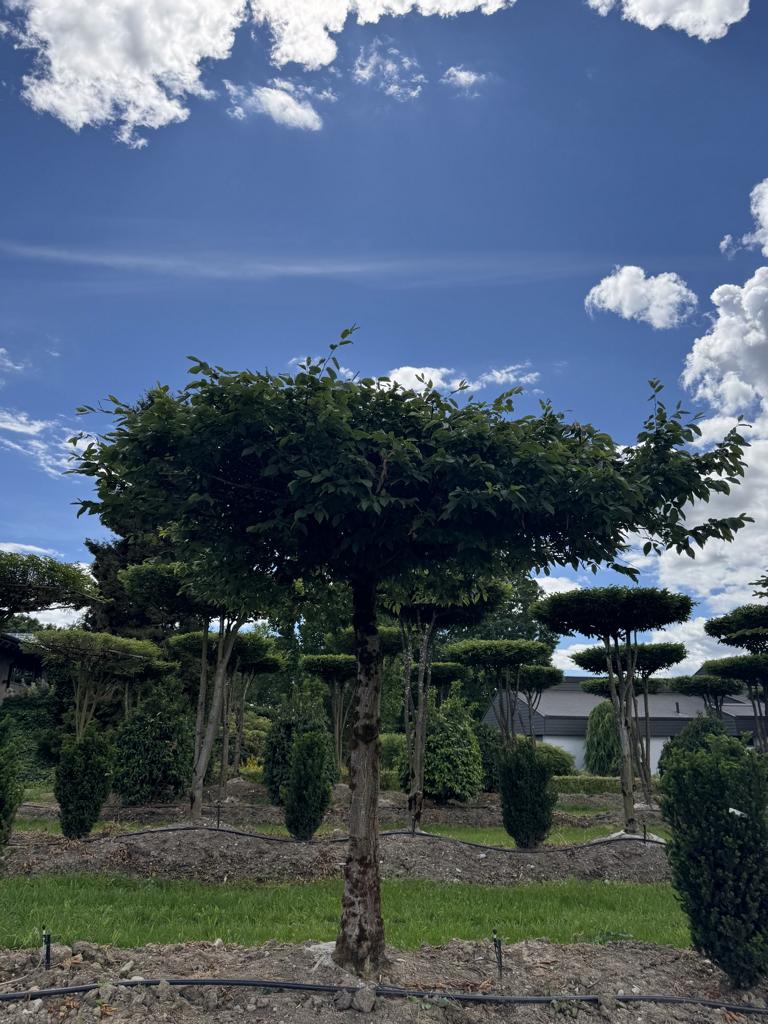 Carpinus betulus dachförmig