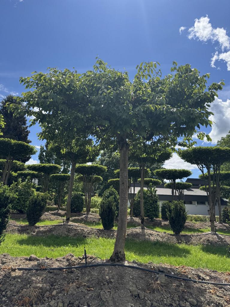 Carpinus betulus dachförmig