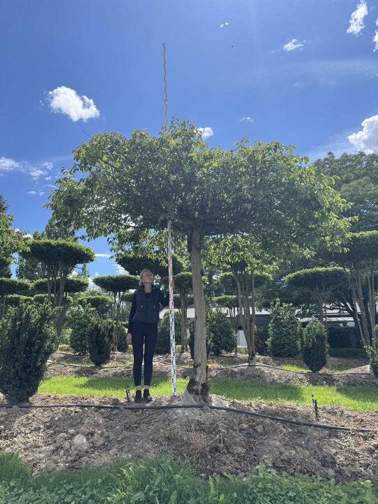 Carpinus betulus dachförmig