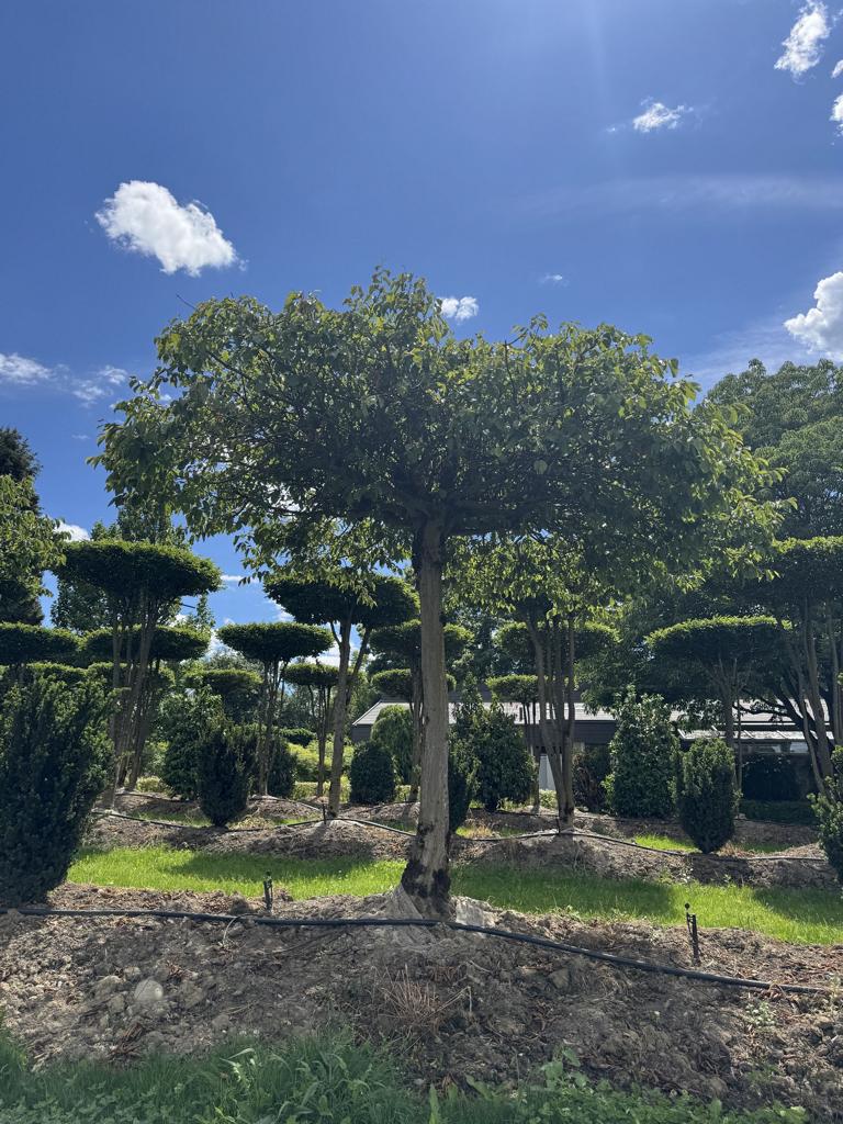 Carpinus betulus dachförmig