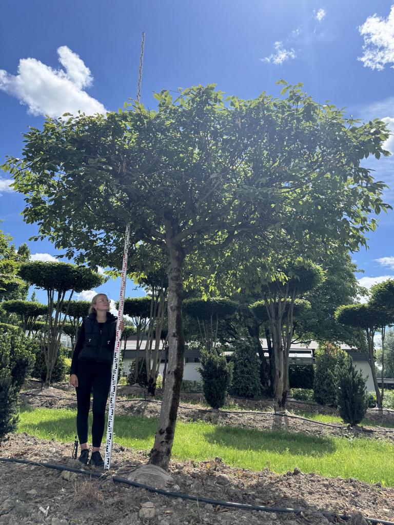 Carpinus betulus dachförmig