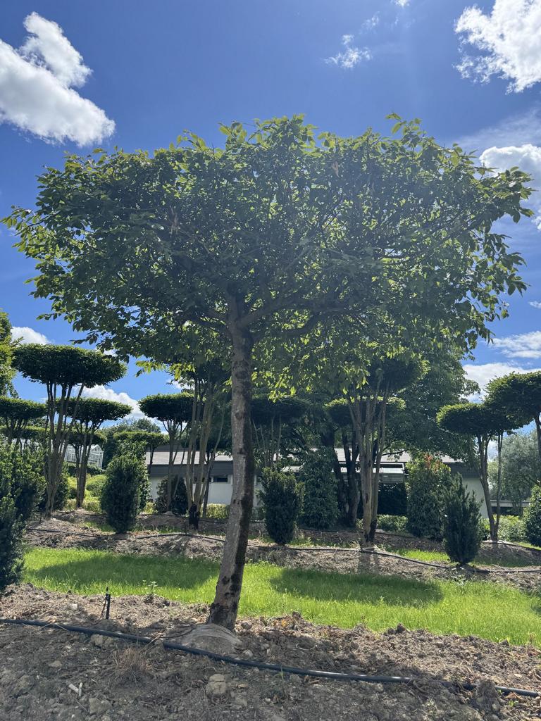 Carpinus betulus dachförmig
