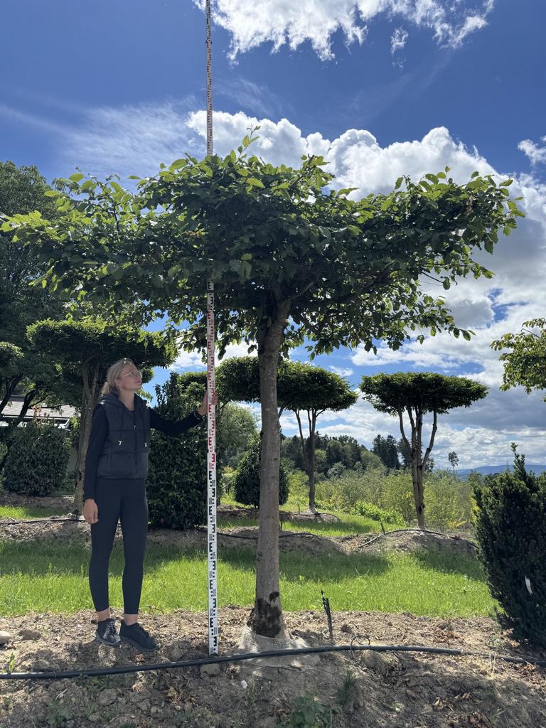 Carpinus betulus dachförmig