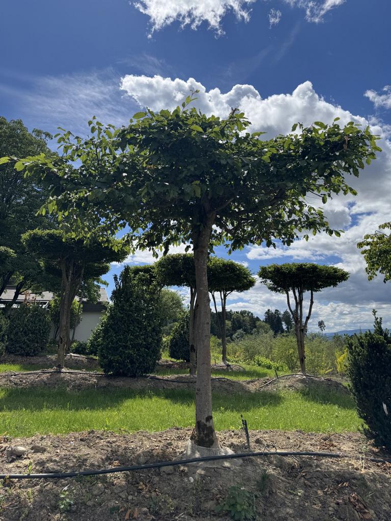 Carpinus betulus dachförmig