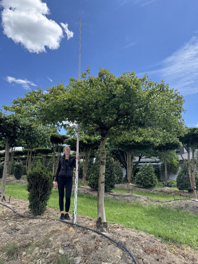 Carpinus betulus dachförmig