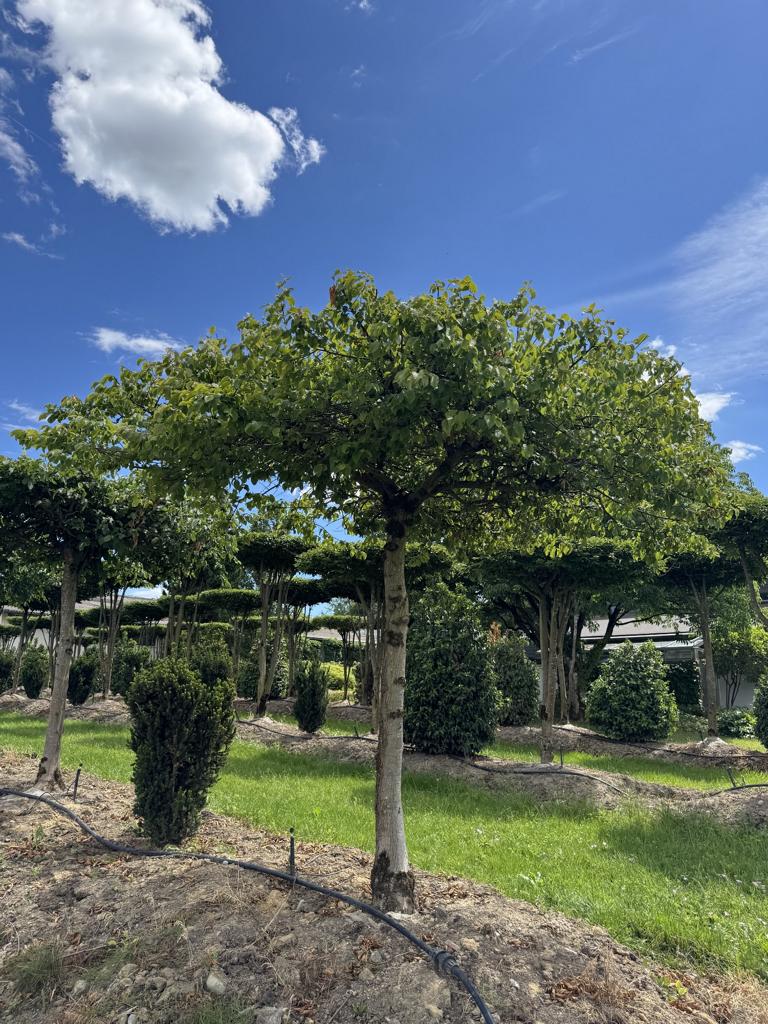 Carpinus betulus dachförmig