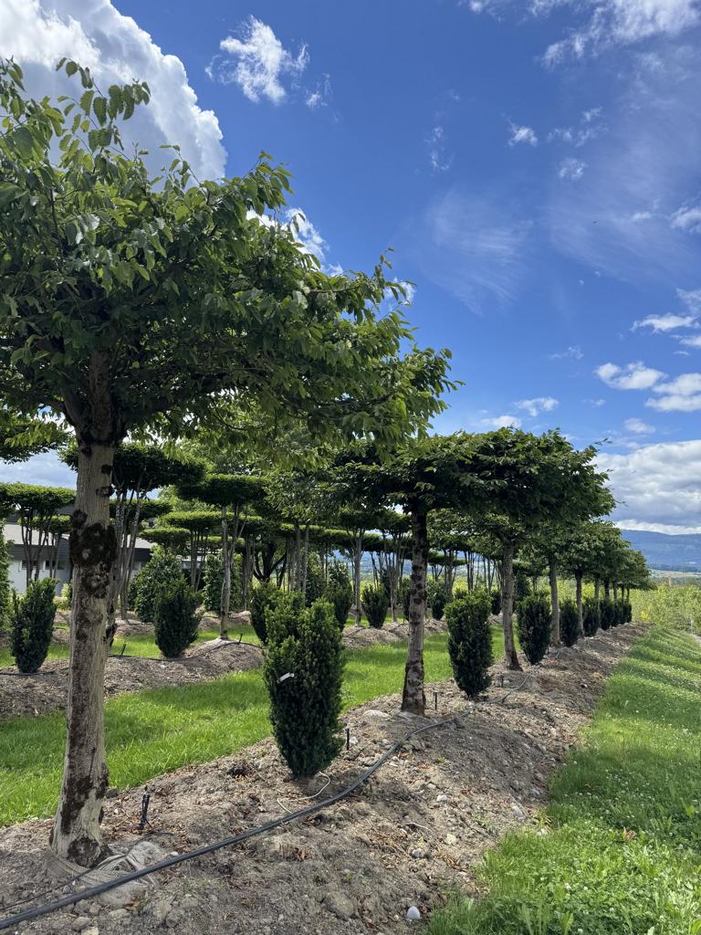 Carpinus betulus dachförmig