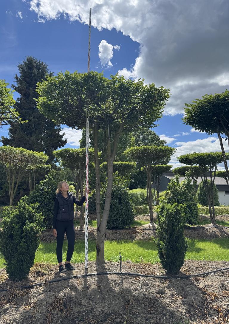 Carpinus betulus dachförmig