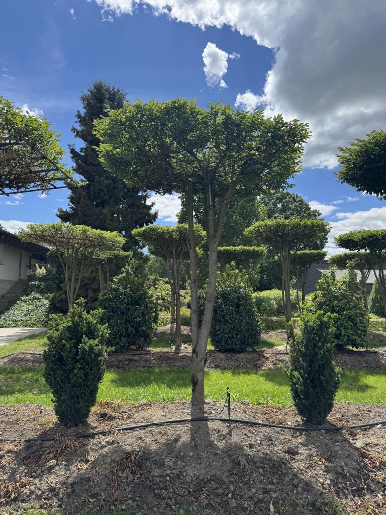 Carpinus betulus dachförmig