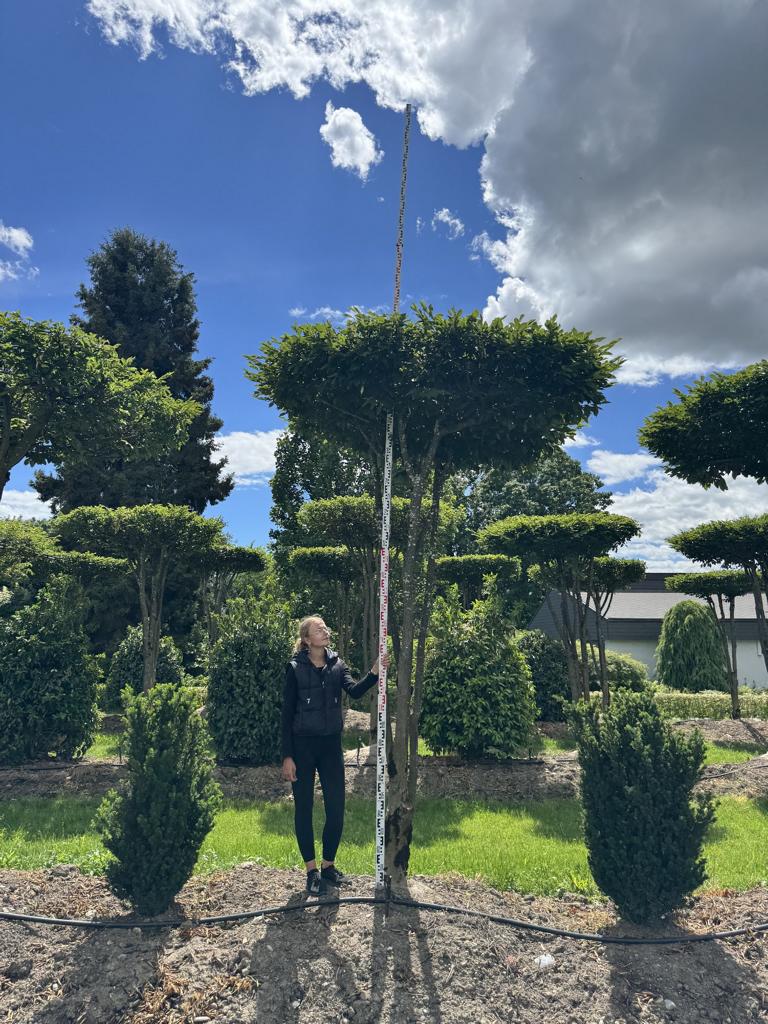 Carpinus betulus dachförmig