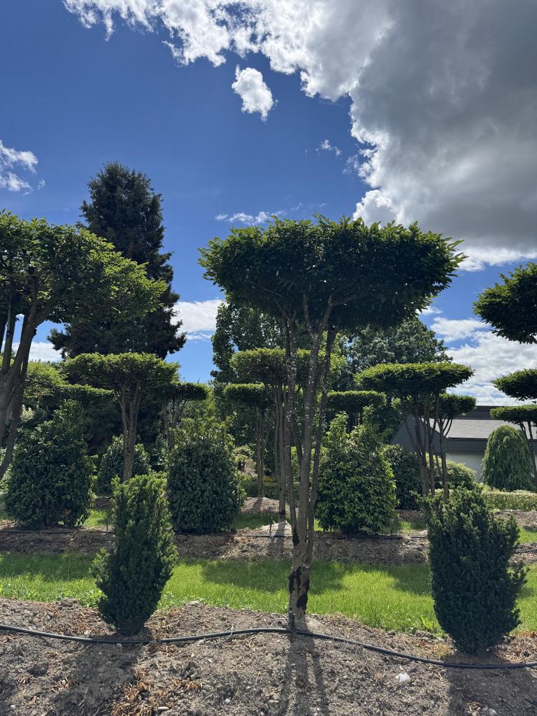 Carpinus betulus dachförmig