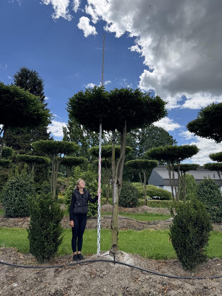 Carpinus betulus dachförmig