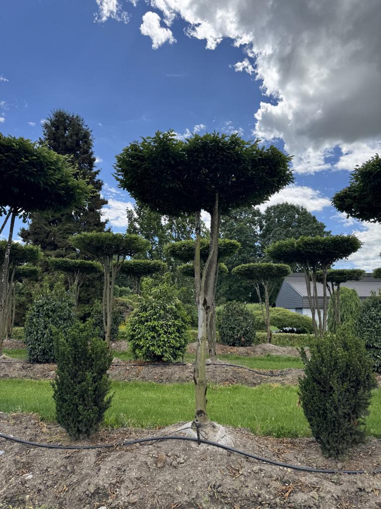 Carpinus betulus dachförmig