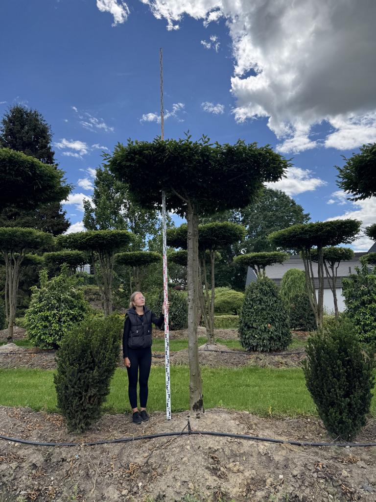 Carpinus betulus dachförmig