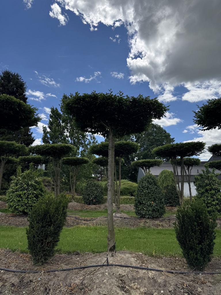 Carpinus betulus dachförmig