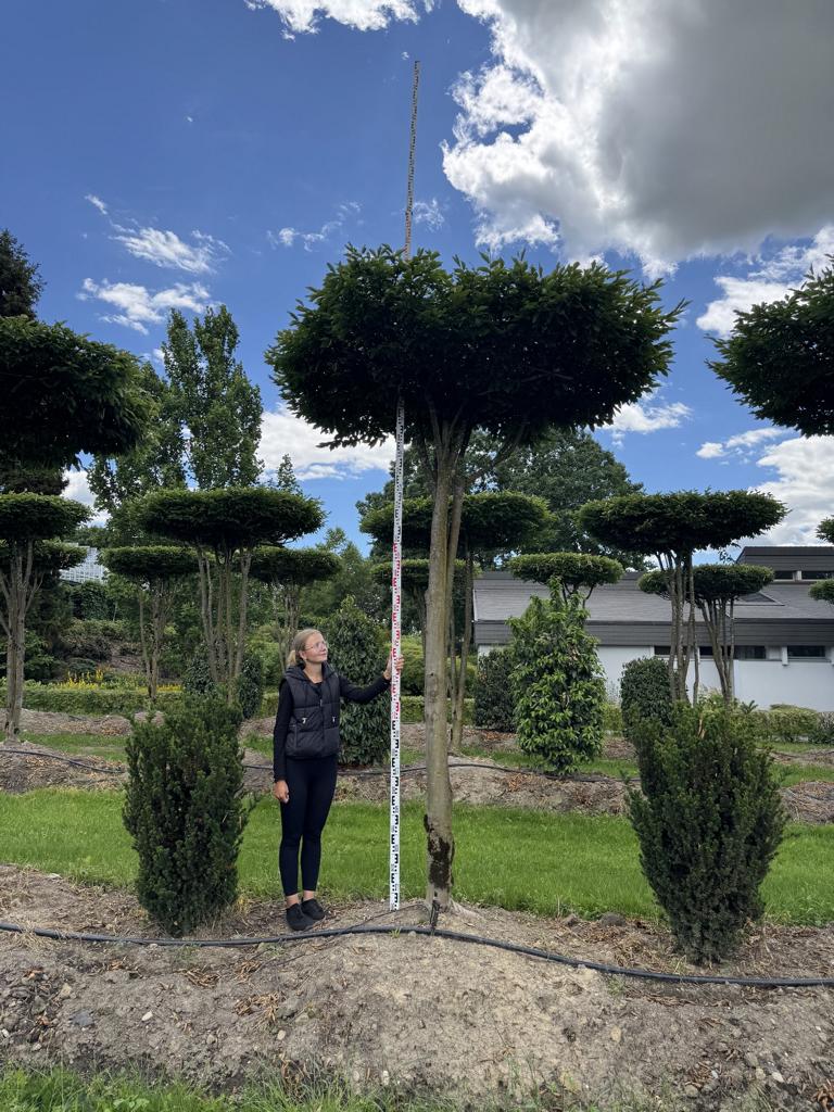 Carpinus betulus dachförmig