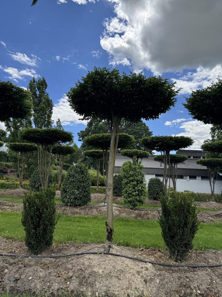 Carpinus betulus dachförmig
