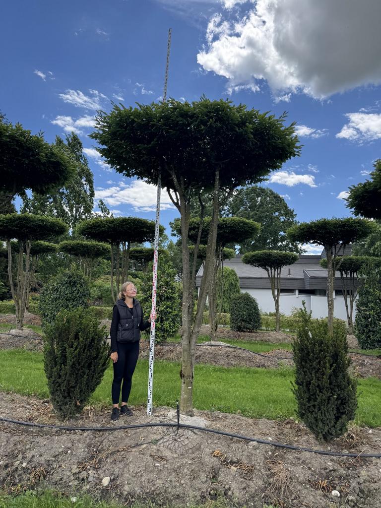 Carpinus betulus dachförmig