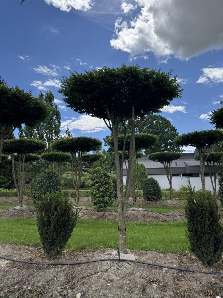 Carpinus betulus dachförmig