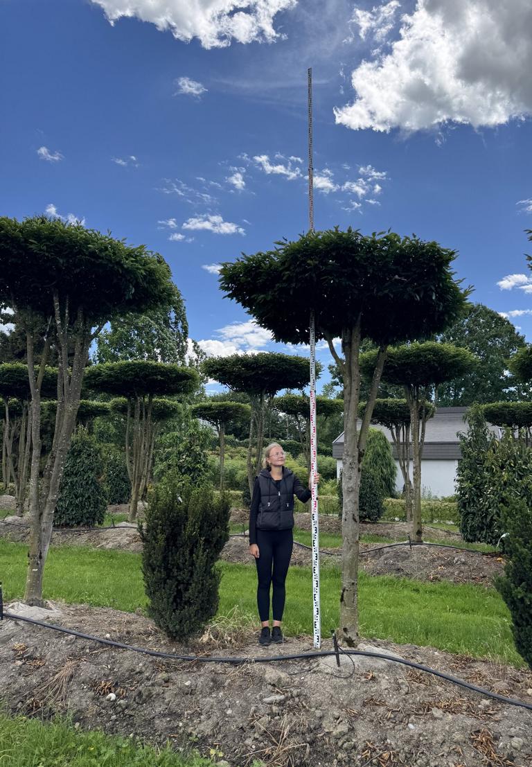 Carpinus betulus dachförmig