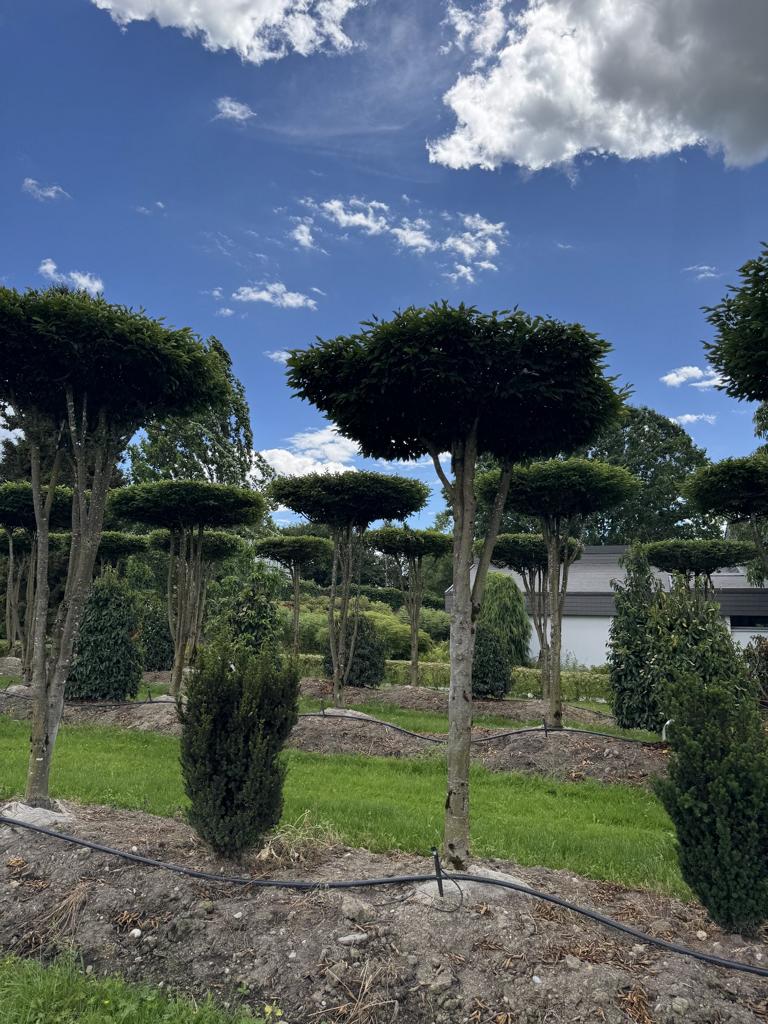 Carpinus betulus dachförmig