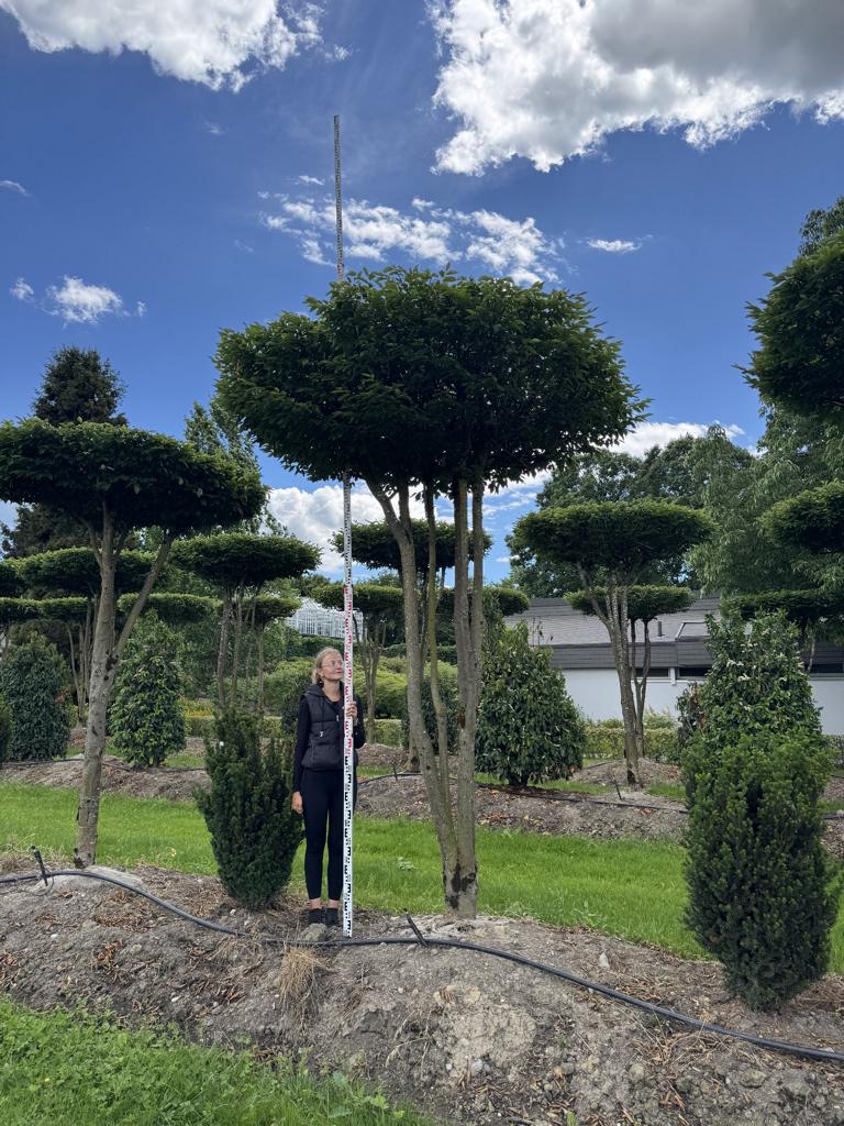 Carpinus betulus dachförmig