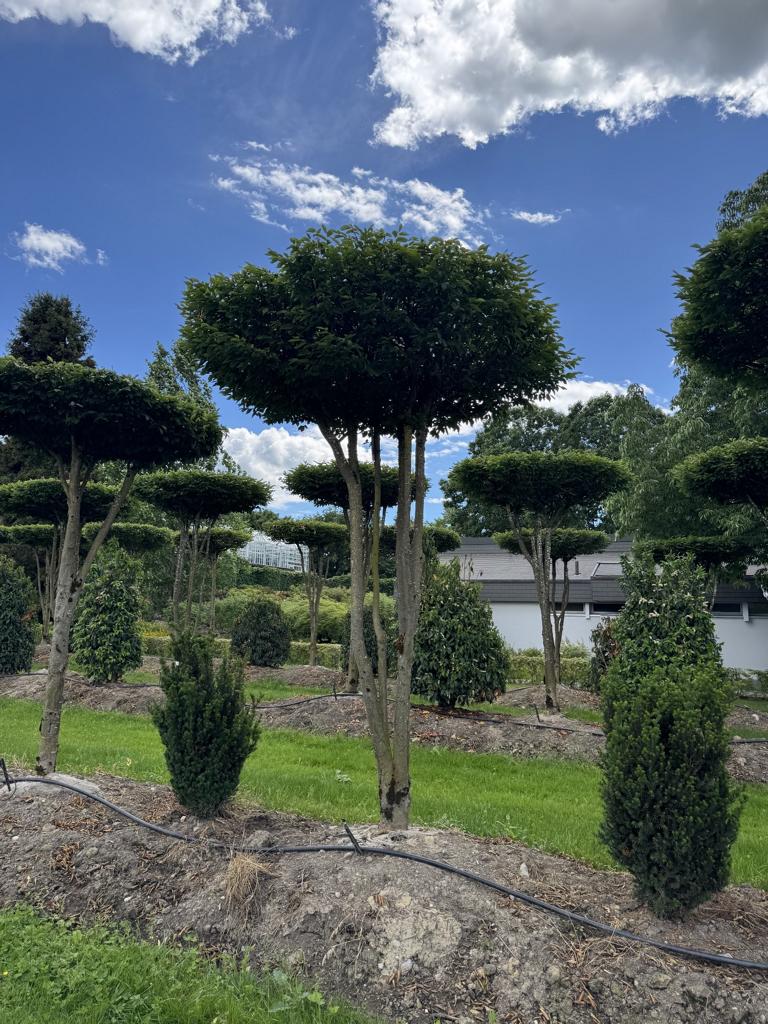 Carpinus betulus dachförmig