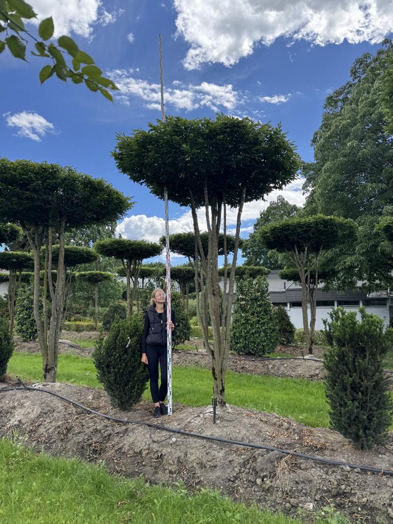 Carpinus betulus dachförmig